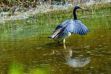 Tricolor Heron Fishing