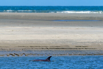 Obraz premium Kiawah River Dolphins Strandfeeding, Viewed From Seabrook Island
