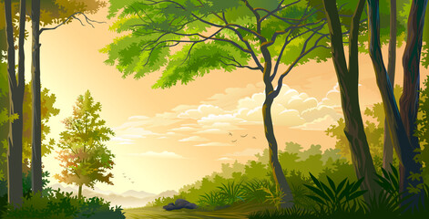 A landscape of a beautiful forest with the sun setting in the background.