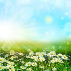 bright natural background with white daisies, spring or summer composition