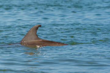 Obraz premium Kiawah River Dolphins Strandfeeding, Viewed From Seabrook Island