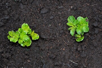 Sharpes Express early potatoes, sprouting indoors in March, 2021.