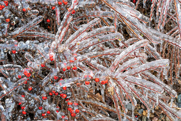 low growing landscape plants with red berries covered with ice after a freezing rain ice storm, focus is soft when looking through ice