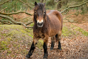 Horses on Hindhead Common, Surrey