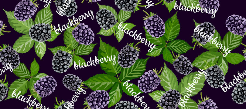 Blackberry seamless long background. Berry pattern
