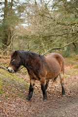 Horses on Hindhead Common, Surrey