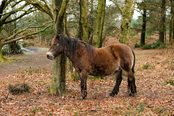Horses on Hindhead Common, Surrey