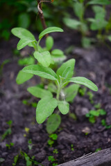Sage officinalis (Salvia officinalis) - stages of growth