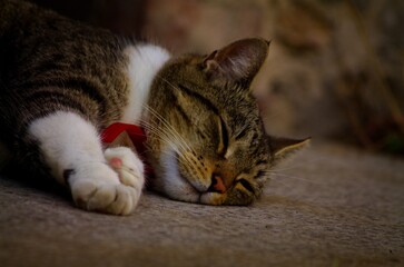 
A cat sleeping in front of his house