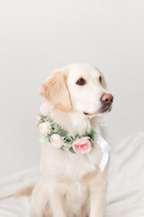 Golden Retriever wearing wreath made of beautiful pink flowers on white background in the studio