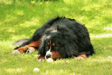 Fototapeta premium bernese mountain dog on the grass