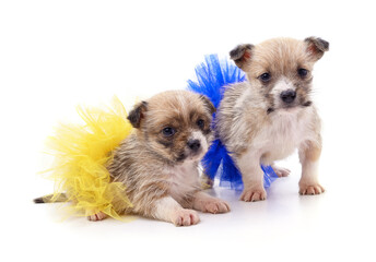 Two puppies in ballerina skirts.