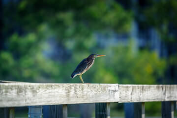 Green Heron On the Dock