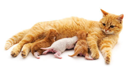 Red cat with kittens.