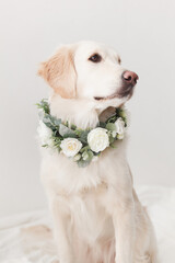 Golden Retriever wearing wreath made of beautiful white flowers on white background in the studio