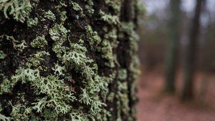 light green moss or lichen