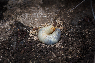 Mountain pine or bark beetle larva, close up. Parasite destroying trees and furniture.