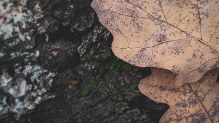 dry oak leaf
