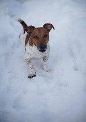 Dog Jack Russell on the street in winter.