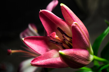 pink tulip closeup