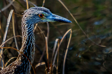 Juvenile Yelllow Crowned Night Heron