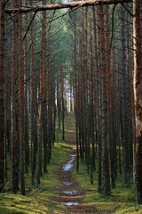 footpath in the woods