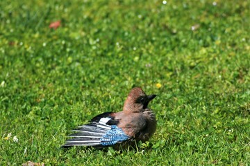 bird on the grass