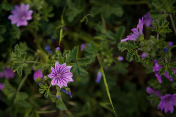 Beautiful pink mallow or malva flowers with tiny ladybug on it. Springtime blossom concept.