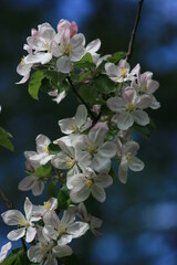 apple tree blossom
