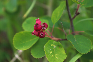 Unripe wild saskatoon berries growing on a shrub