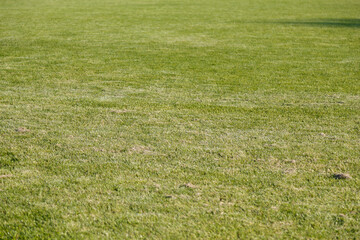 soft focused shot of cut green lawn texture background, outdoors sport, football, green plants concept