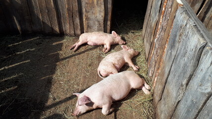 Three Piglets Daydreaming in Sunlight in Pigpen Funny Pink Pigs