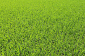 Plakat Rice plantation. Homogeneous bright green background - young rice.