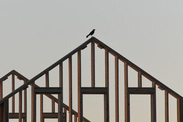 Bird perched on top of new wooden house framing