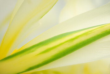 green energy background, floral nature backdrop, macro and close up view