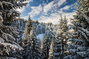 Forest of snow covered pine trees on a sunny day with cloudy blue sky