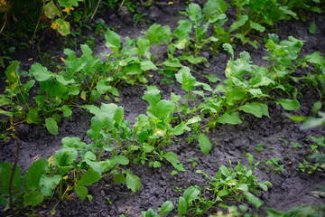 Lettuce (Lactuca sativa), a plant in the garden
