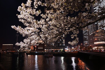 Beautiful cherry blossom Sakura in spring time. Closeup - 桜 お花見 日本
