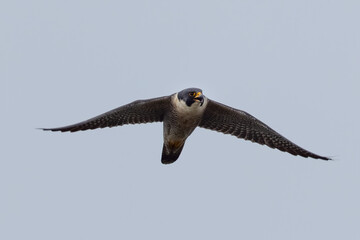 Close view of a Peregrine Falcon flying, seen in the wild near the San Francisco Bay