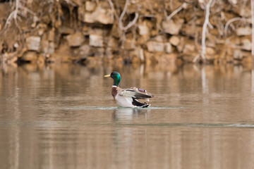 male mallard duck on the water with wings back