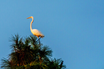 Egrets Coming Home to Roost for the Night