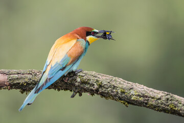 The beautiful Bee eater with bumblebee in the beak (Merops apiaster)