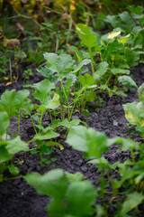Lettuce (Lactuca sativa), a plant in the garden