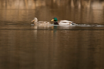 Female and male mallards swimming on the lake