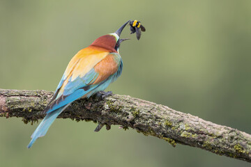 Bee eater perched on a branch eat bumblebee (Merops apiaster and Bombus)