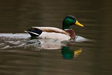 Obraz premium Closeup of male mallard duck and reflection in the water. 