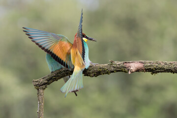 Fototapeta premium European bee eater male lands on branch with wasp in the beak (Merops apiaster)