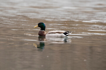 mallard duck in the water looking left