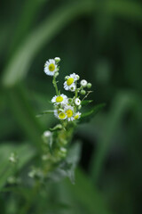 garden flowers on a green background