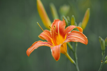 garden flowers on a green background